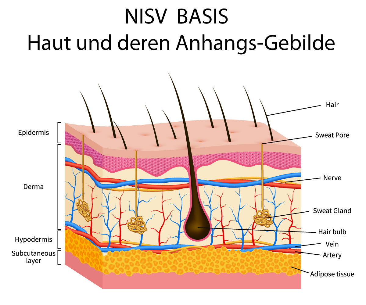 Grafik zum NiSV-Modul Grundlagen der Haut